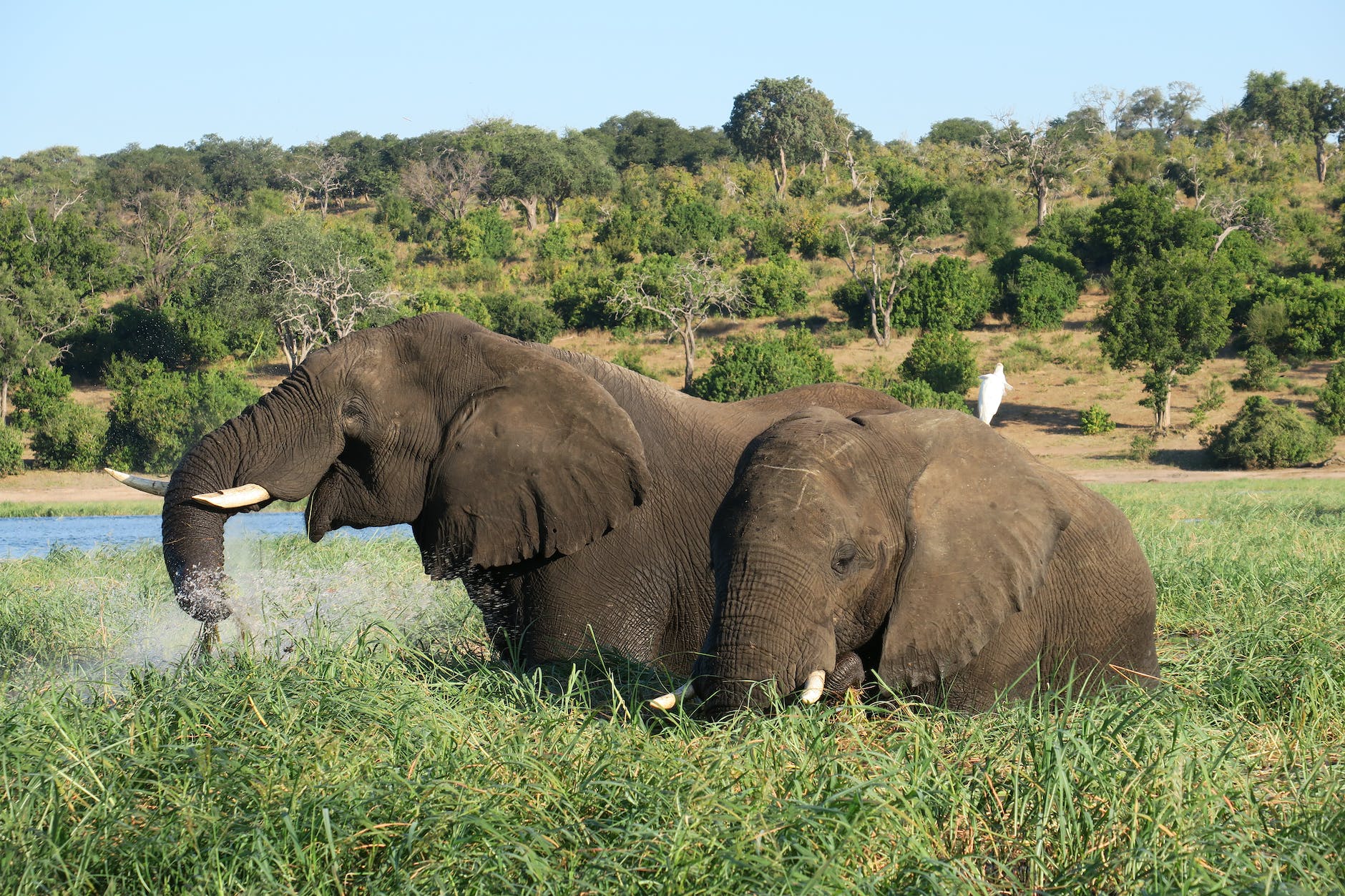 photo of elephants